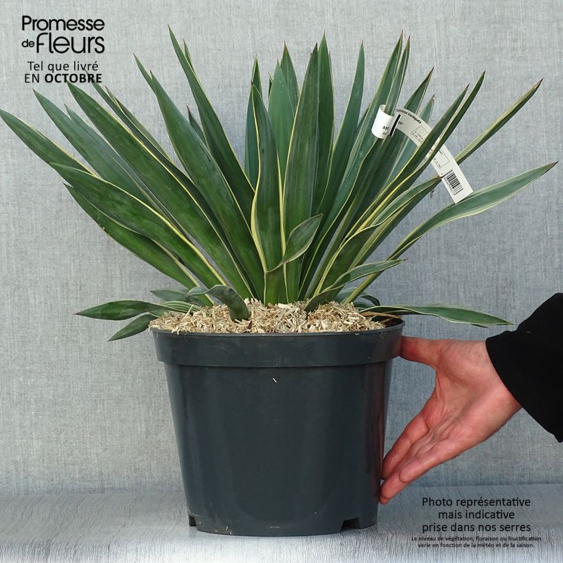 Ejemplar de Yucca gloriosa Variegata - Dague espagnole pot de 7L entregado en otoño