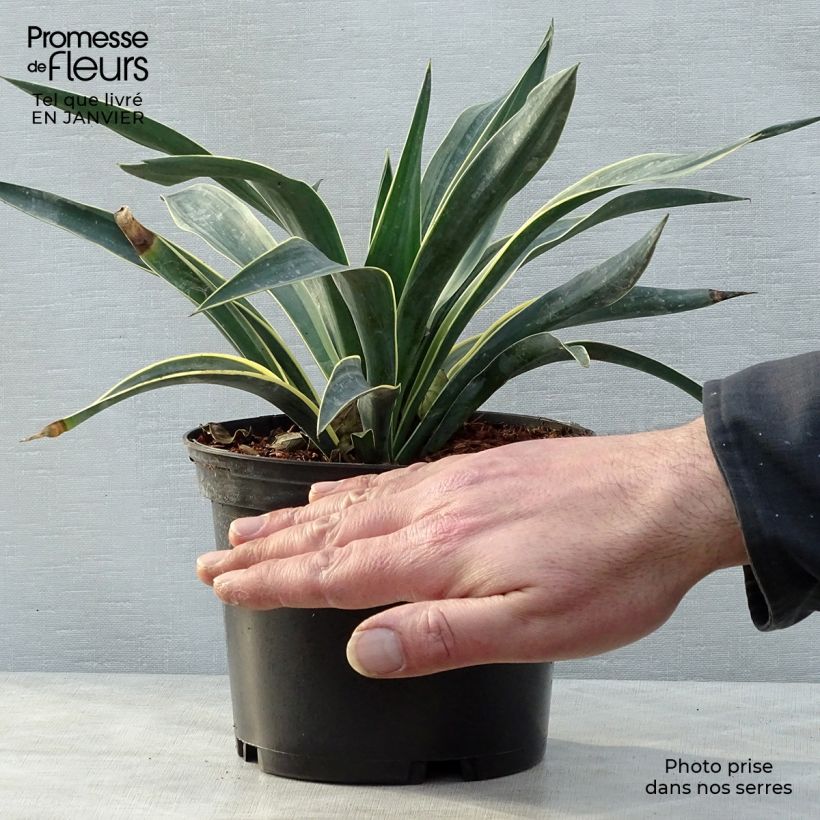 Yucca gloriosa Variegata - Dague espagnole pot de 2L/3L Ejemplar entregado en invierno