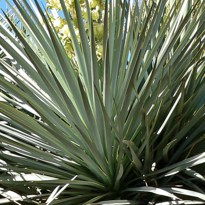 Yucca rigida - Yuca rígida (Follaje)