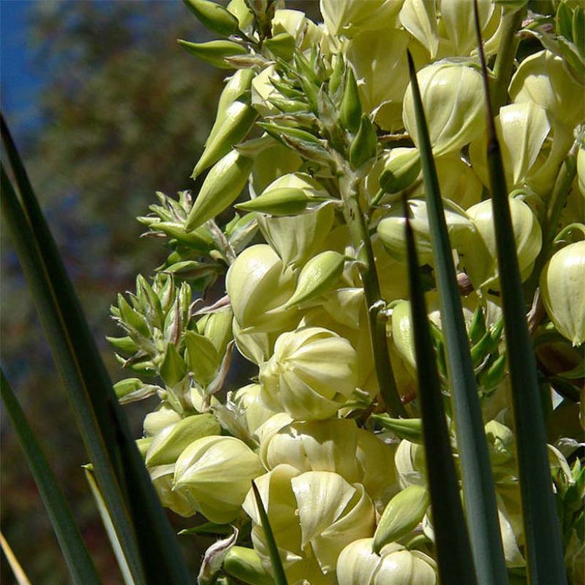 Yucca rigida - Yuca rígida (Floración)