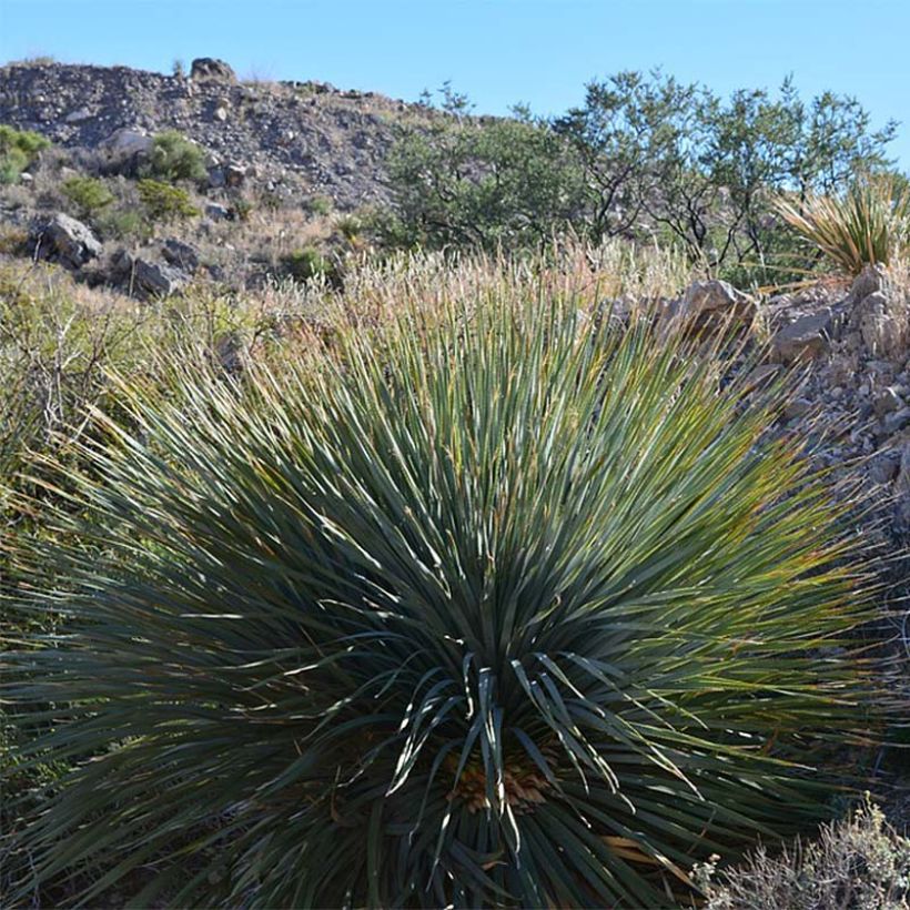 Yucca rigida - Yuca rígida (Porte)