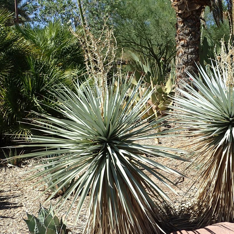 Yucca rigida Blue Sentry - Yuca rígida (Porte)