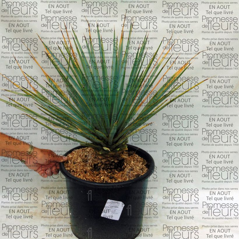 Ejemplo de ejemplar de Yucca rigida - Yucca bleu Pot de 7,5L/10L tal y como se entrega