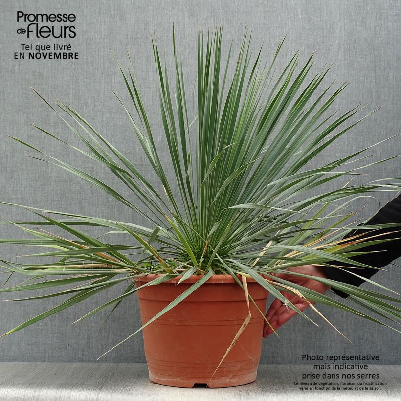 Ejemplar de Yucca rostrata en pot de 15L entregado en otoño