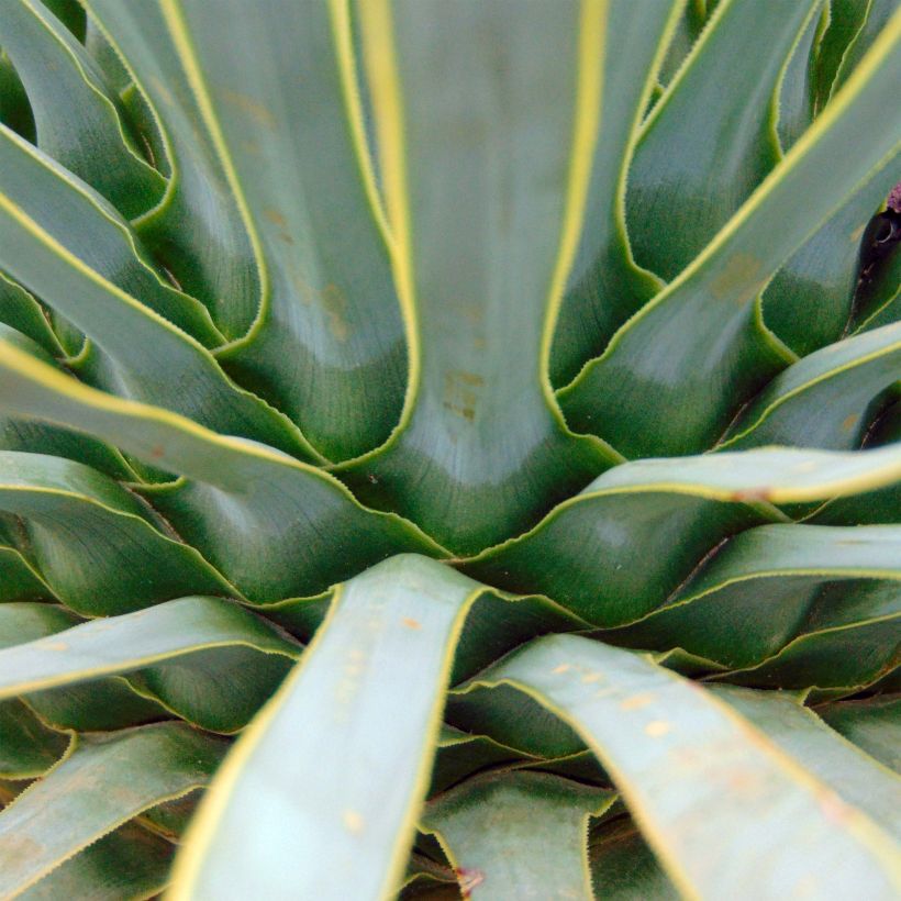 Yucca rostrata - Yuca rostrata (Follaje)