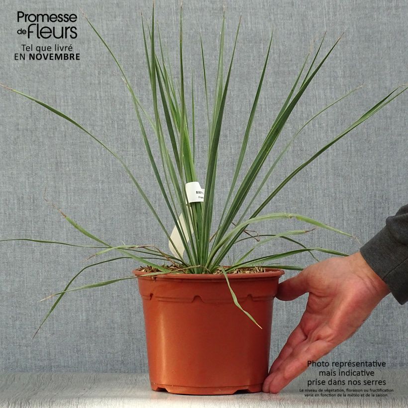 Ejemplar de Yucca rostrata en pot de 2L/3L entregado en otoño