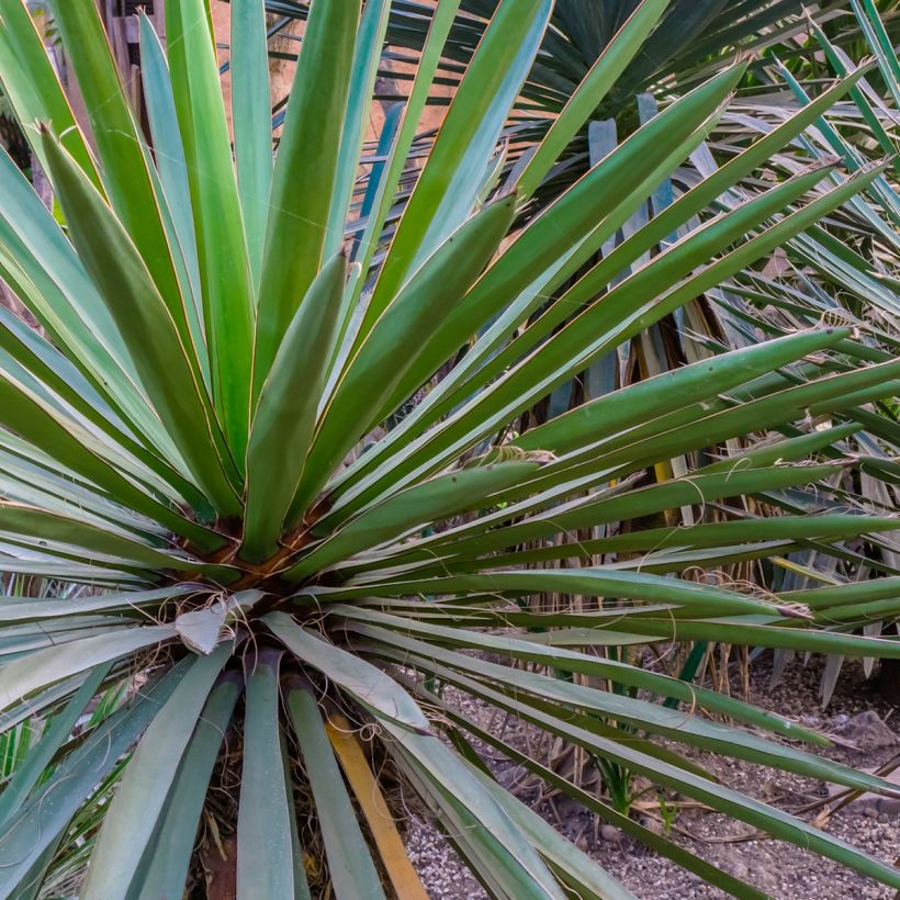 Yucca torreyi - Yuca de Torrey (Follaje)