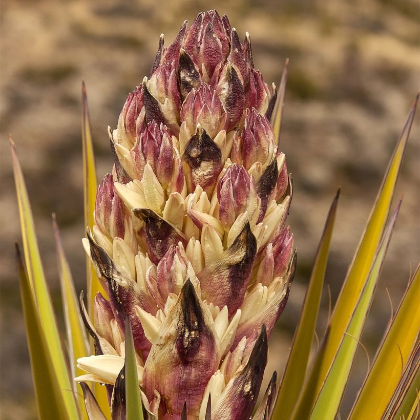 Yucca torreyi - Yuca de Torrey (Floración)