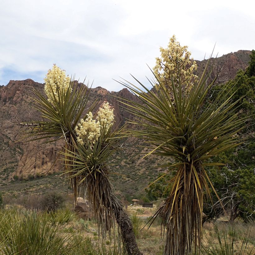 Yucca torreyi - Yuca de Torrey (Porte)