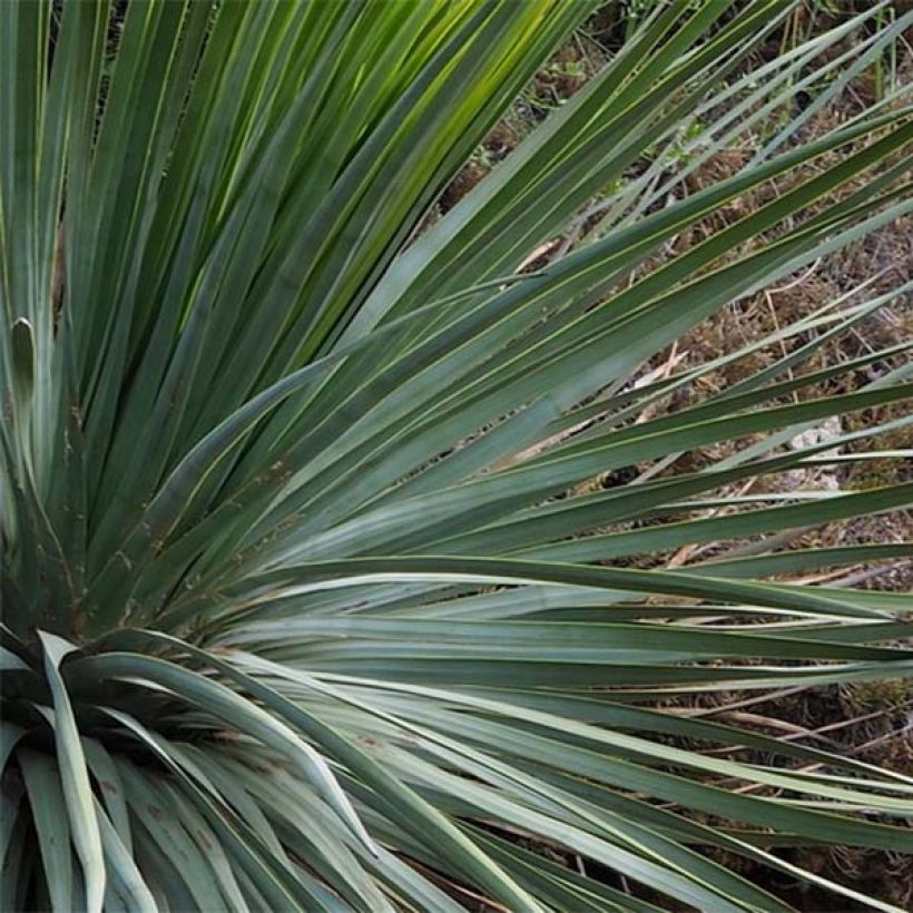 Yucca whipplei (Follaje)