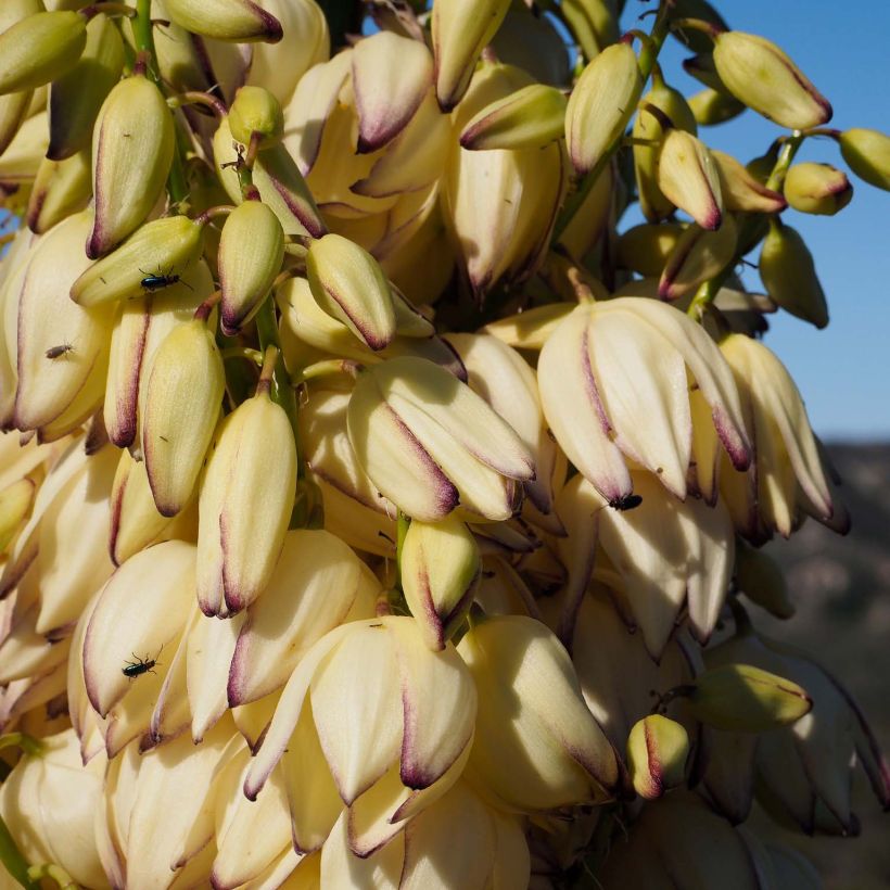 Yucca whipplei (Floración)