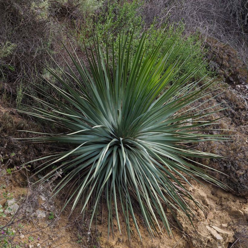 Yucca whipplei (Porte)