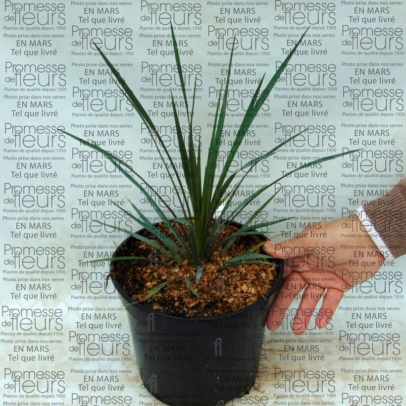 Ejemplo de ejemplar de Yucca whipplei - Hesperoyucca bleu en pot de 4L/5L tal y como se entrega