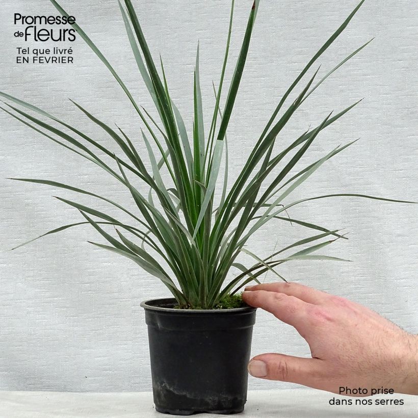 Yucca whipplei - Hesperoyucca bleu en pot de 12 cm Ejemplar entregado en invierno