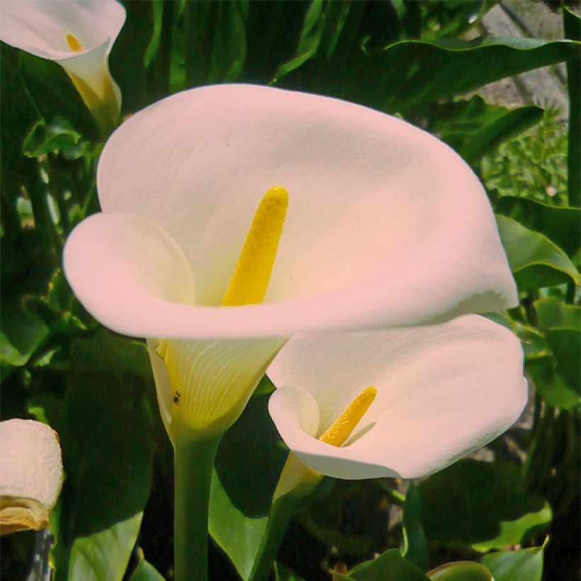 Zantedeschia aethiopica Pink Mist - Cala (Floración)