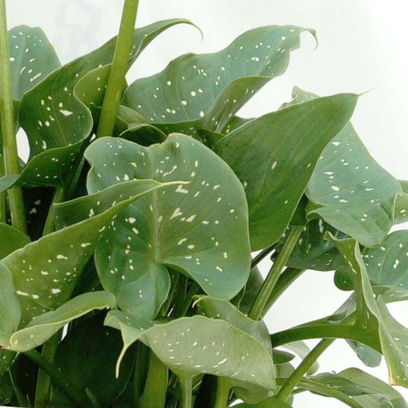 Zantedeschia aethiopica Prince Amaël - Cala (Follaje)