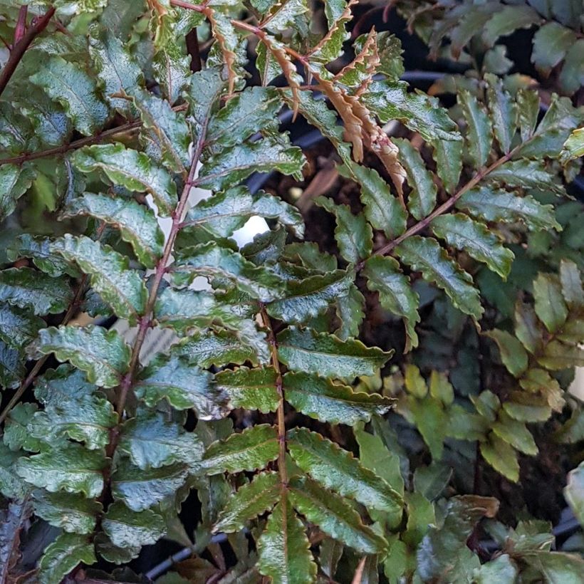 Zanthoxylum piperitum Black Magic - Pimentero japonés (Follaje)