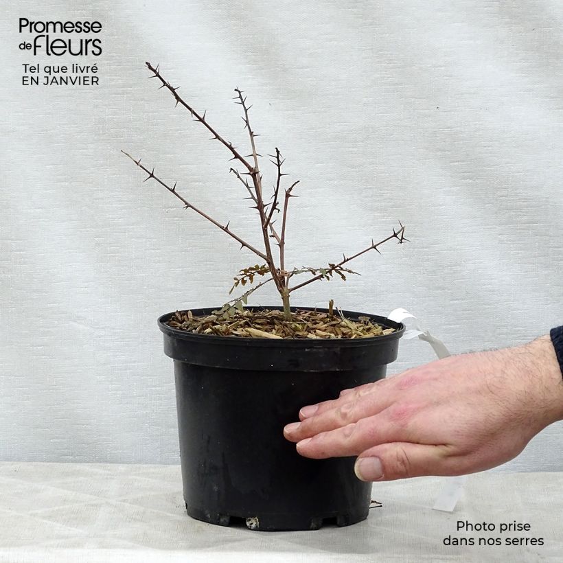 Zanthoxylum piperitum Black Magic - Pimentero japonés Ejemplar entregado en invierno