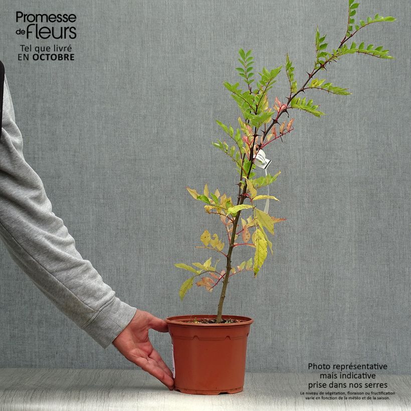 Ejemplar de Zanthoxylum piperitum - Poivrier du Sichuan Pot de 2L/3L entregado en otoño