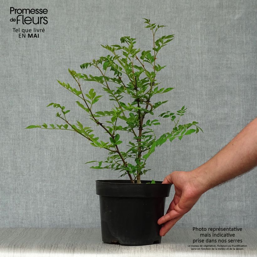 Pimentero japonés - Zanthoxylum simulans Maceta 2L/3LAltura de entrega aprox. 30/40cm Ejemplar entregado en la primavera