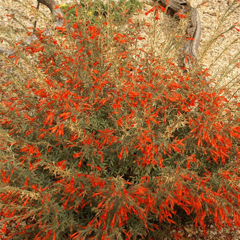 Zauschneria californica (Floración)