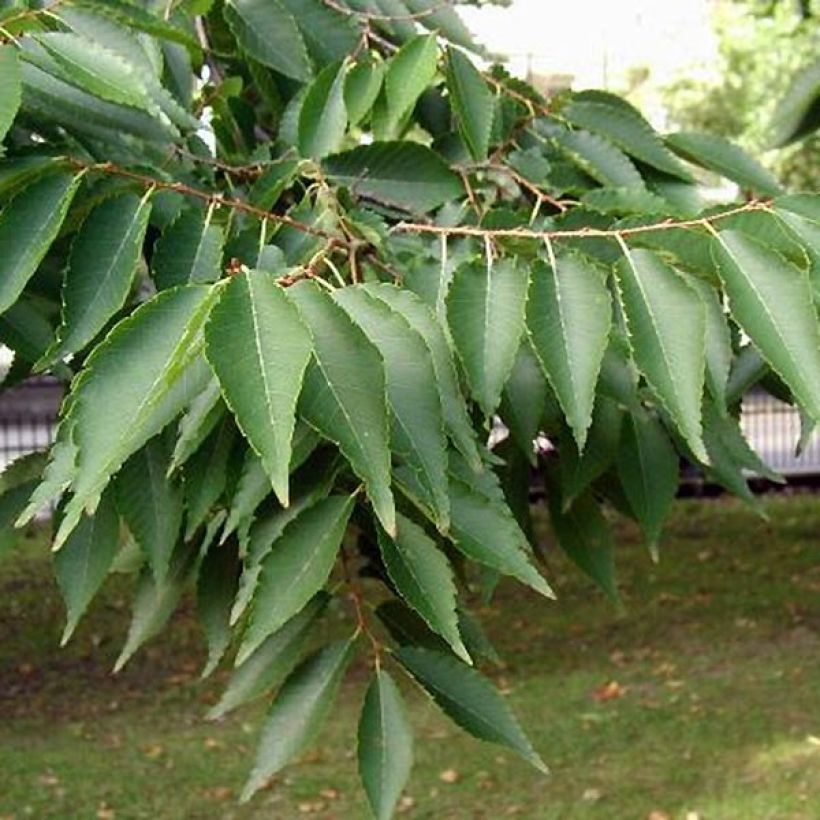 Zelkova serrata (Follaje)