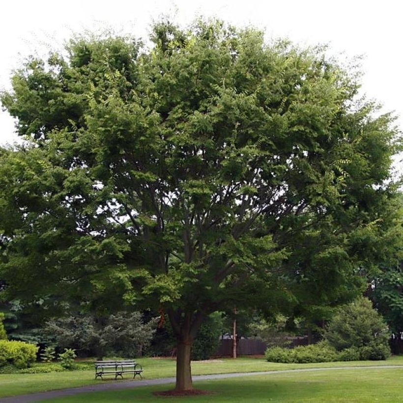 Zelkova serrata (Porte)