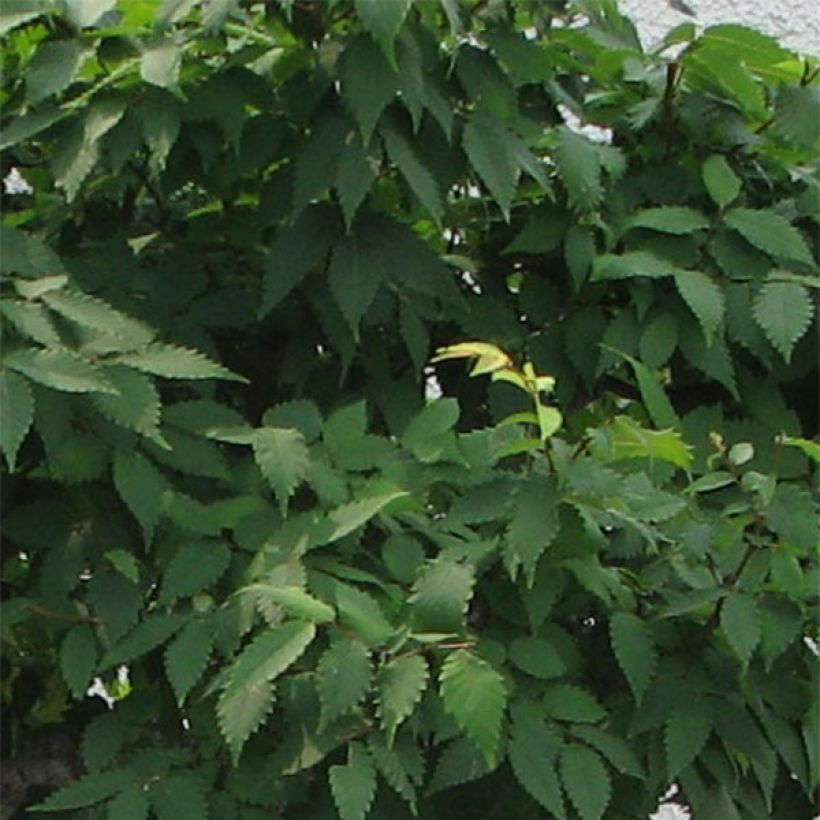 Zelkova serrata Green Vase (Follaje)