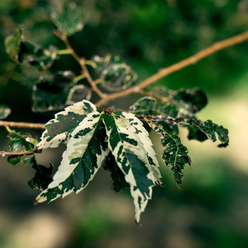 Zelkova serrata Variegata (Follaje)