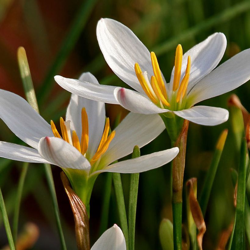 Zephyranthes candida - Lirio de lluvia blanco (Floración)