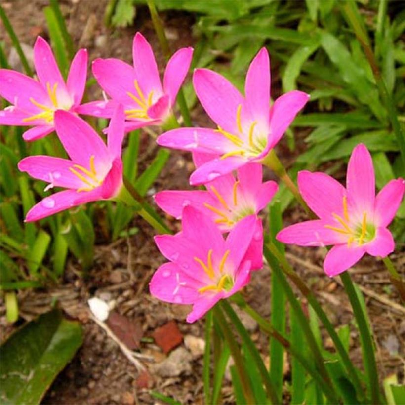 Zephyrantes rosea - Lirio de lluvia rosa (Floración)