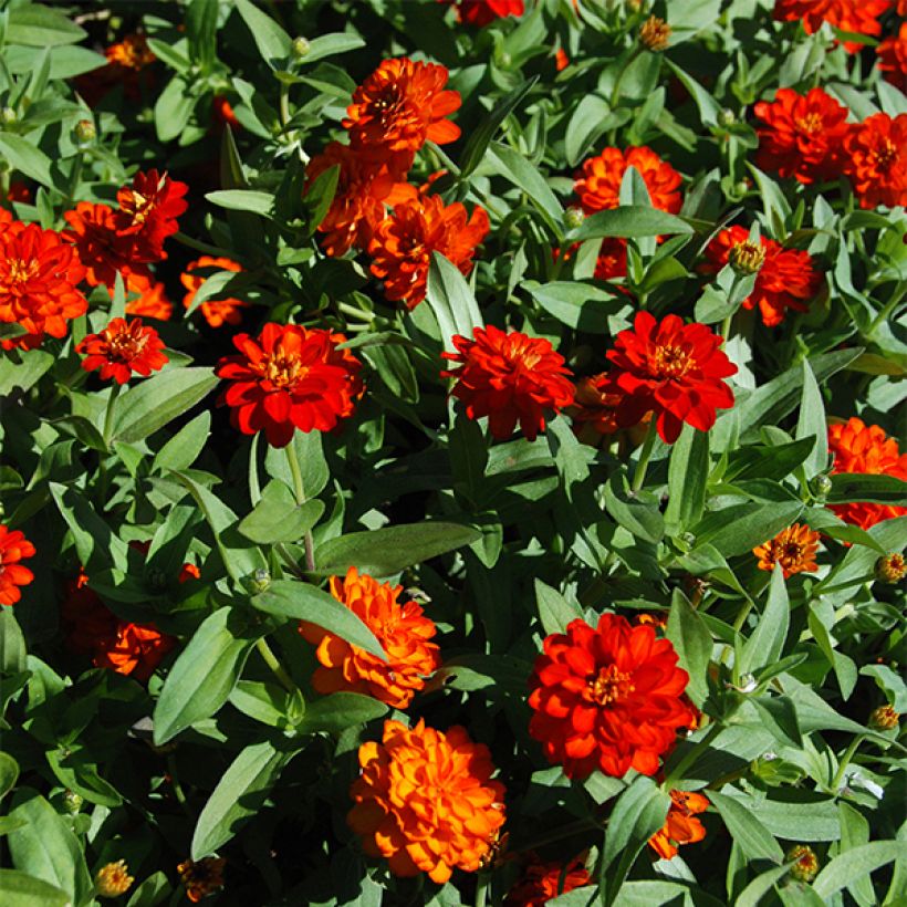 Zinnia zahara Double Fire (Floración)