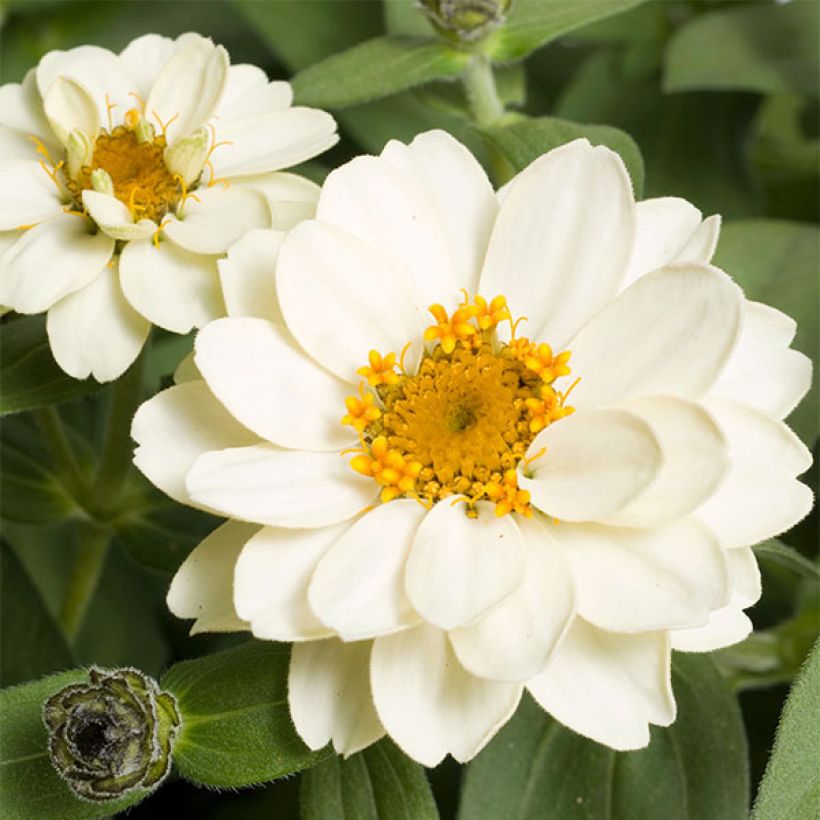 Zinnia Zahara Double White (Floración)