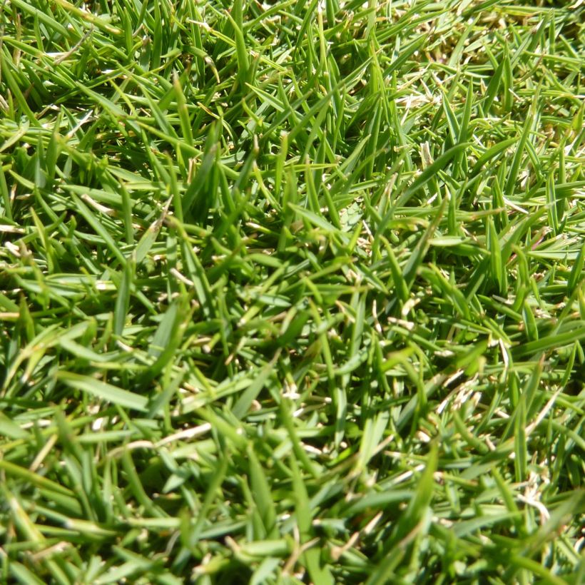 Zoysia tenuifolia (Follaje)