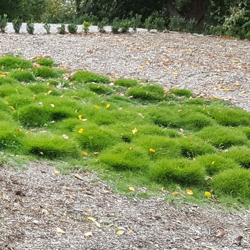 Zoysia tenuifolia (Porte)