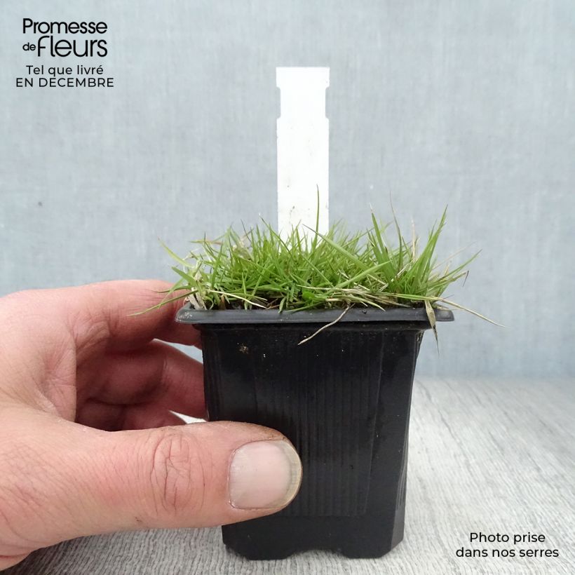 Zoysia tenuifolia - Gazon des Mascareignes Godet de 8 cm Ejemplar entregado en invierno