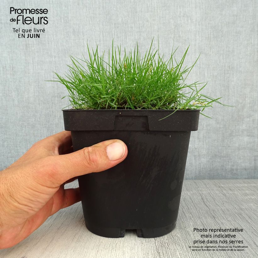 Zoysia tenuifolia - Gazon des Mascareignes Pot de 2/3 L Ejemplar entregado en la primavera