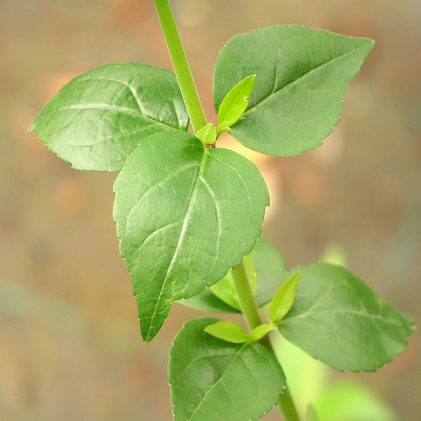 Abelia grandiflora Semperflorens (Follaje)