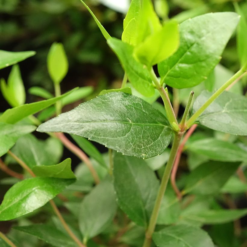 Abelia grandiflora Sherwood (Follaje)