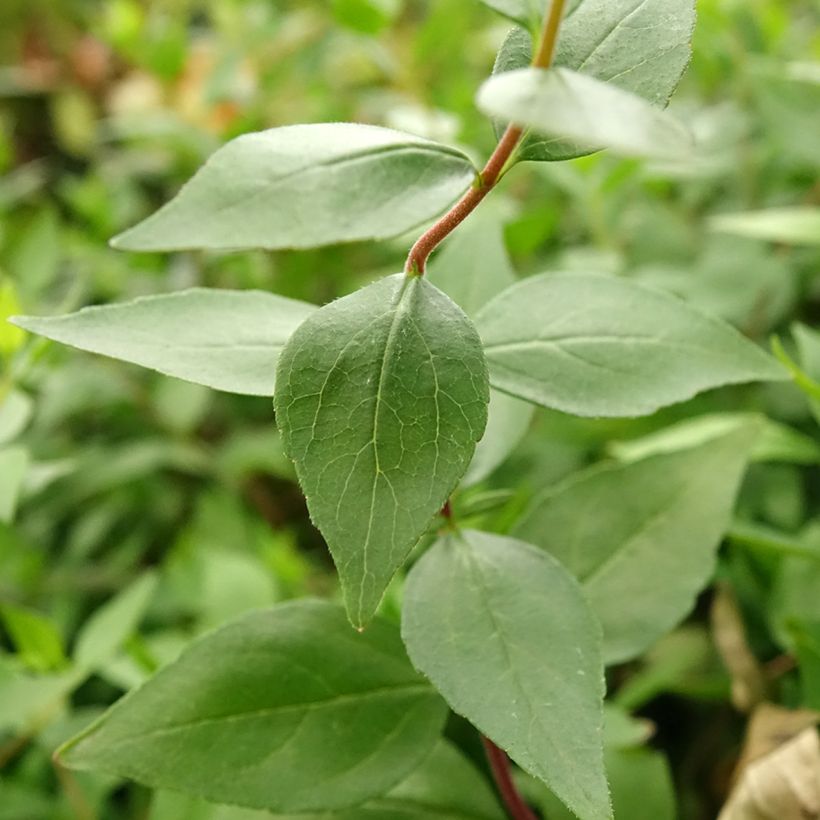 Abelia chinensis Autumn Festival (Follaje)