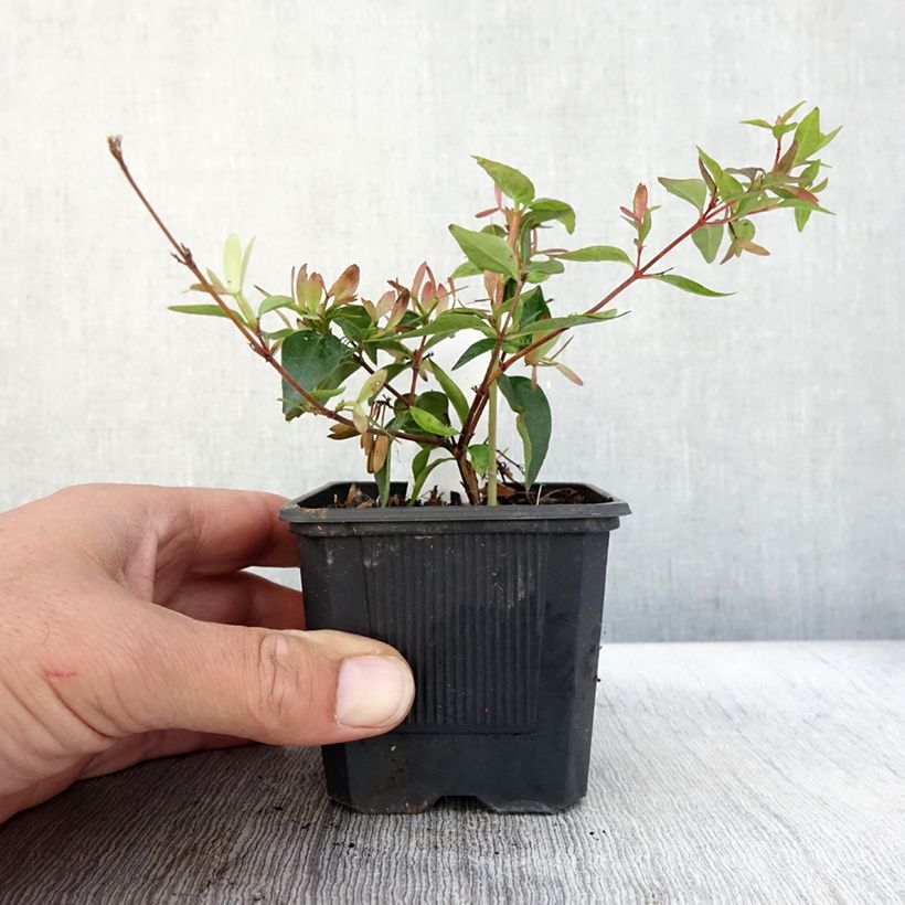 Ejemplar de Abelia Edward Goucher en godet de 9cm entregado en otoño