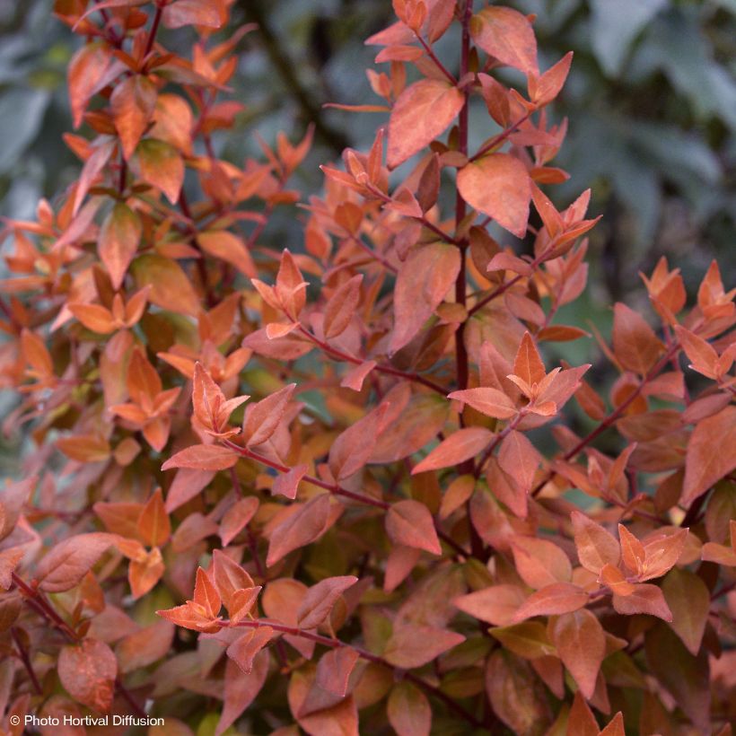 Abelia grandiflora Caramel Charm (Porte)