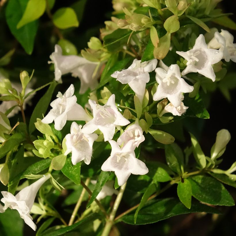 Abelia grandiflora Caramel Charm (Floración)