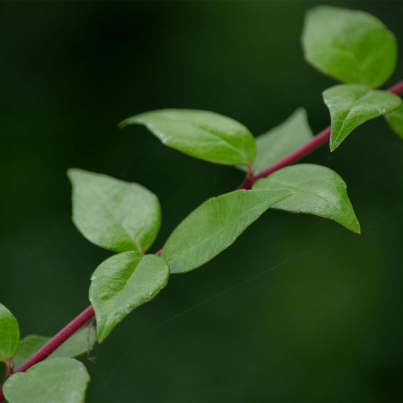 Abelia grandiflora Francis Mason (Follaje)