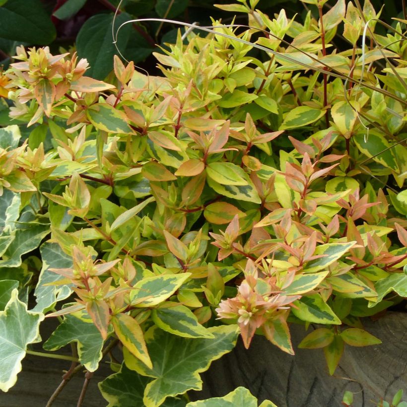 Abelia grandiflora Kaleidoscope (Follaje)