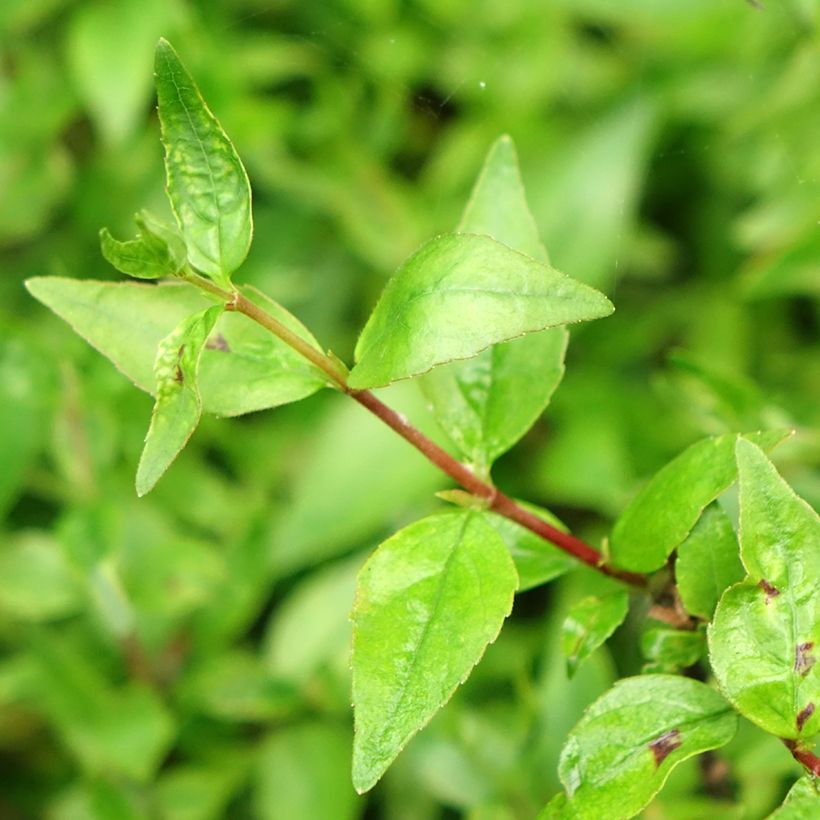 Abelia grandiflora Prostrata (Follaje)