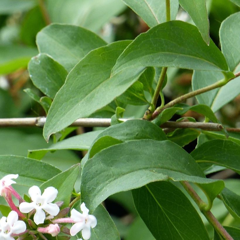 Abelia mosanensis Monia (Follaje)