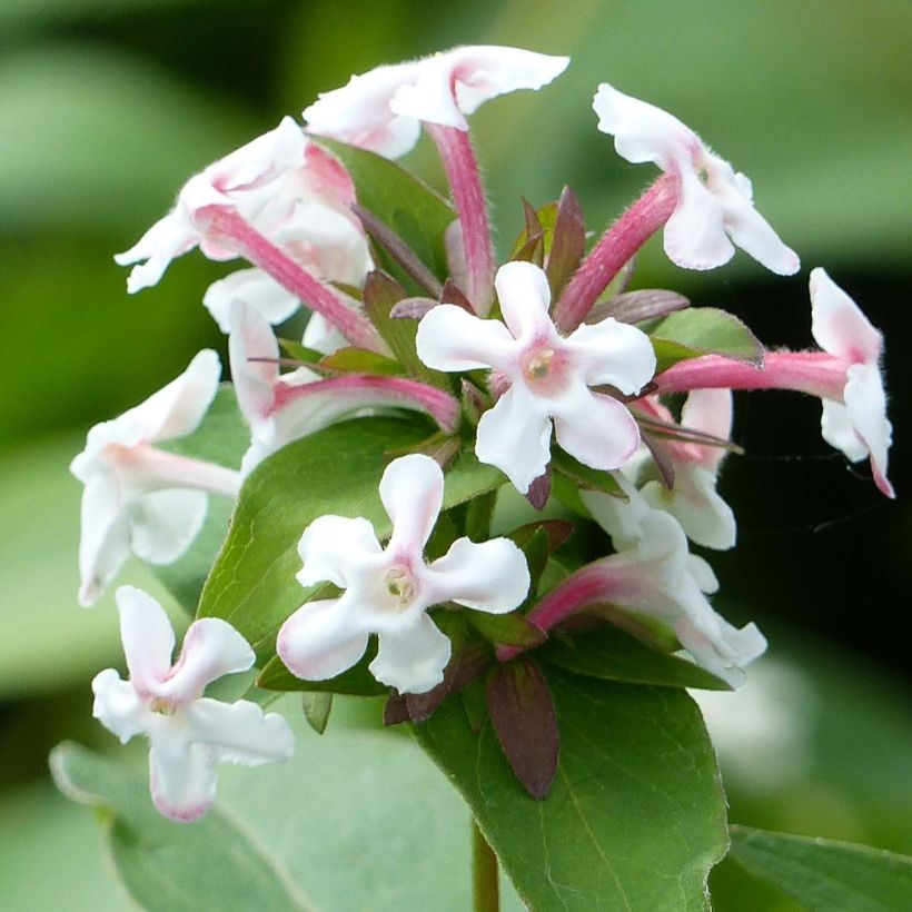 Abelia mosanensis Monia (Floración)