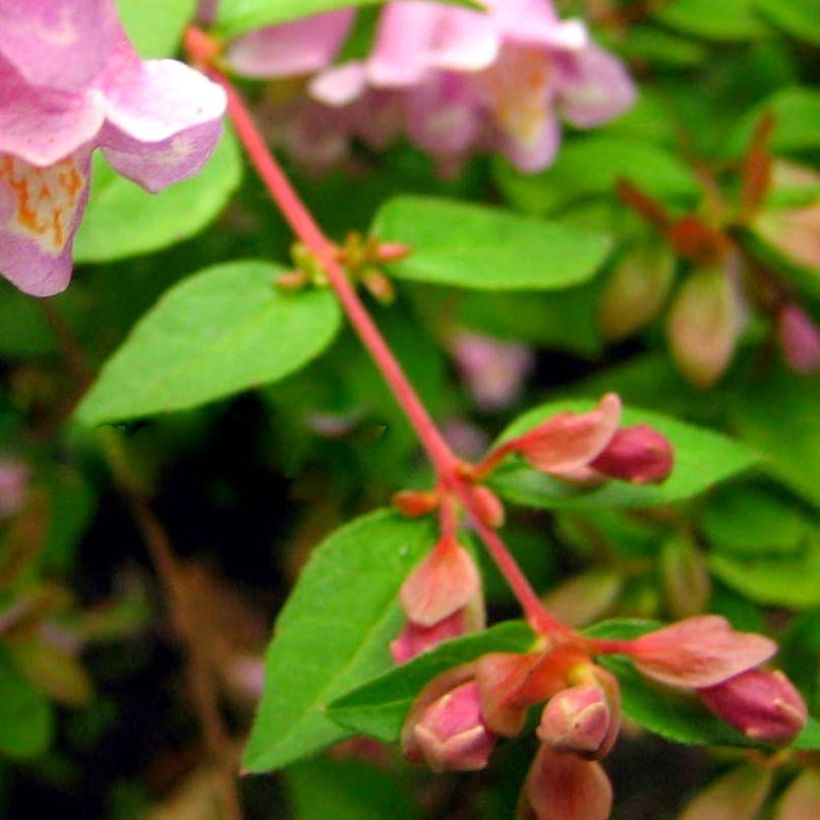 Abelia parviflora Bumble Bee (Follaje)