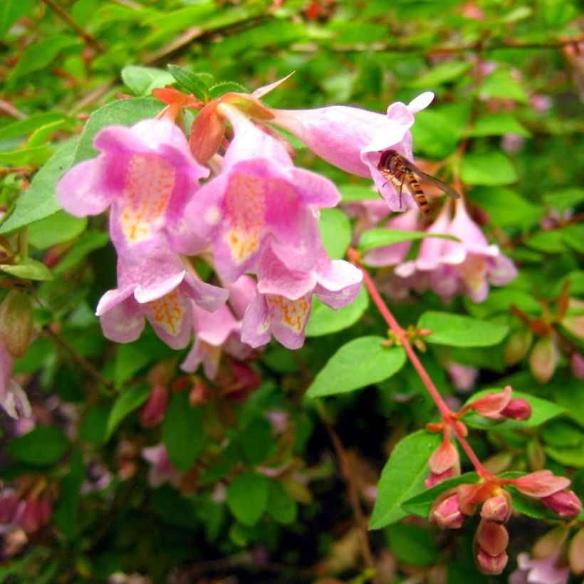 Abelia parviflora Bumble Bee (Floración)